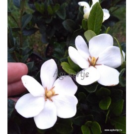 Gardenia jasminoides  'Kleim's Hardy'