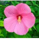 Rózsaszín mocsári hibiszkusz - Hibiscus moscheutos