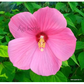 Rózsaszín mocsári hibiszkusz - Hibiscus moscheutos