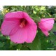 Rózsaszín mocsári hibiszkusz - Hibiscus moscheutos