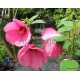 Rózsaszín mocsári hibiszkusz - Hibiscus moscheutos