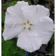 Kerti mályvacserje , hófehér óriásvirágú - Hibiscus syriacus
