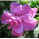 Kerti mályvacserje , teltvirágú, sötét rózsaszín - Hibiscus syriacus