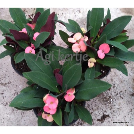 Pompás kutyatej-Euphorbia milii
