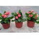 Pompás kutyatej - Euphorbia milii