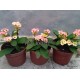 Pompás kutyatej - Euphorbia milii