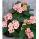 Pompás kutyatej - Euphorbia milii