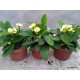 Pompás kutyatej - Euphorbia milii