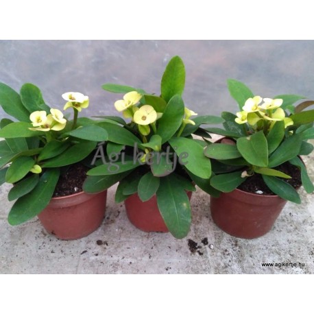 Pompás kutyatej - Euphorbia milii