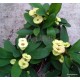 Pompás kutyatej - Euphorbia milii