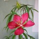 Kenderlevelű hibiszkusz-Skarlát hibiszkusz-Hibiscus coccineus