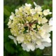 Bugás hortenzia - Hydrangea paniculata SUNDAE FRAISE