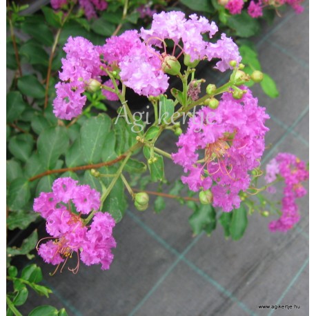 Krepp mirtusz - Selyemmirtusz, lilás-rózsaszín - Lagerstroemia indica