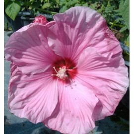 Mocsári hibiszkusz - Hibiscus moscheutos - Habos rózsaszín