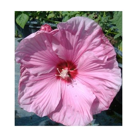 Mocsári hibiszkusz - Hibiscus moscheutos - Habos rózsaszín