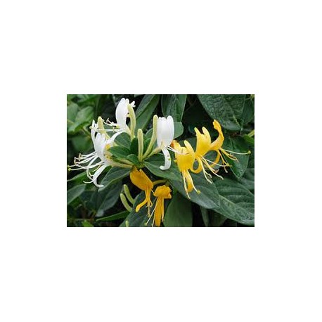 Illatos kúszó lonc - Lonocera japonica 'Halliana'