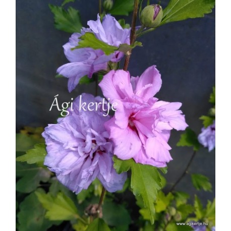 Kerti mályvacserje , teltvirágú  rózsaszín - Hibiscus syriacus