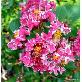 Selyemmirtusz mag, Lagerstroemia - piros-bordós  színű