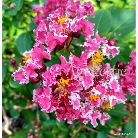 Selyemmirtusz mag, Lagerstroemia - piros fehér sziromszéllel, cirmos