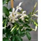 Azori jázmin-Jasminum azoricum