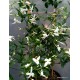 Azori jázmin-Jasminum azoricum