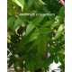 Sokvirágú jázmin - Jasminum polyanthum
